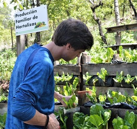 Student working on plants in Guatemala