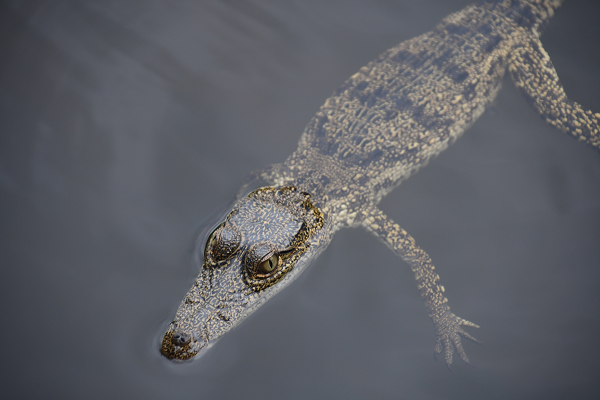 Morlet's crocodile in Vaca River