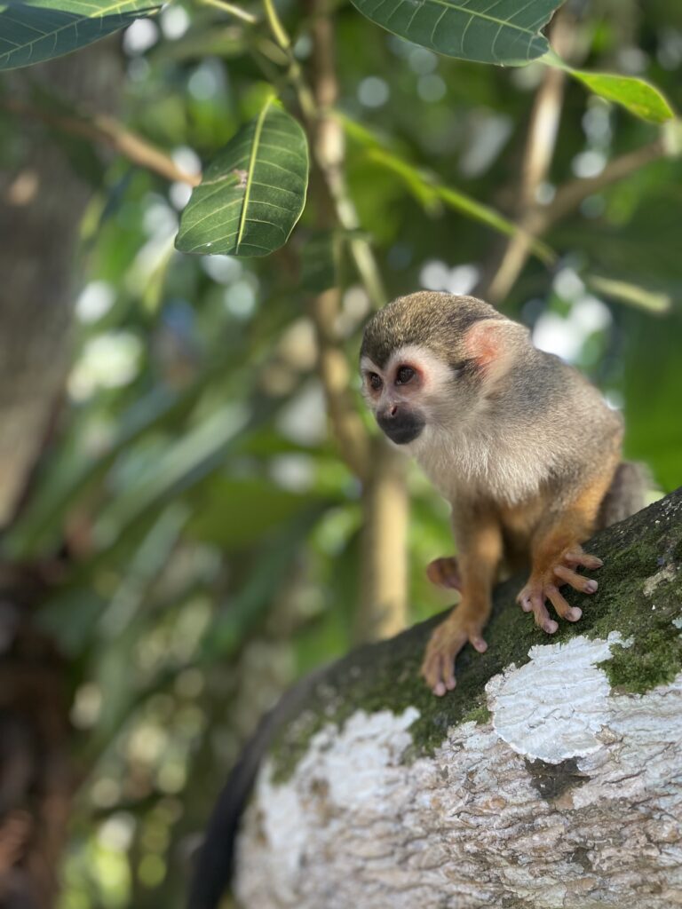 A squirrel monkey greets humans in Punta Cana, Dominican Republic in a sanctuary inland. Photo taken by J. Ward.