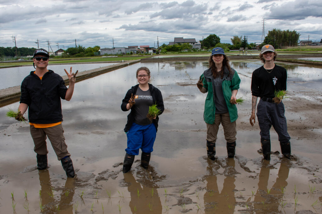 A group of students planting rice.