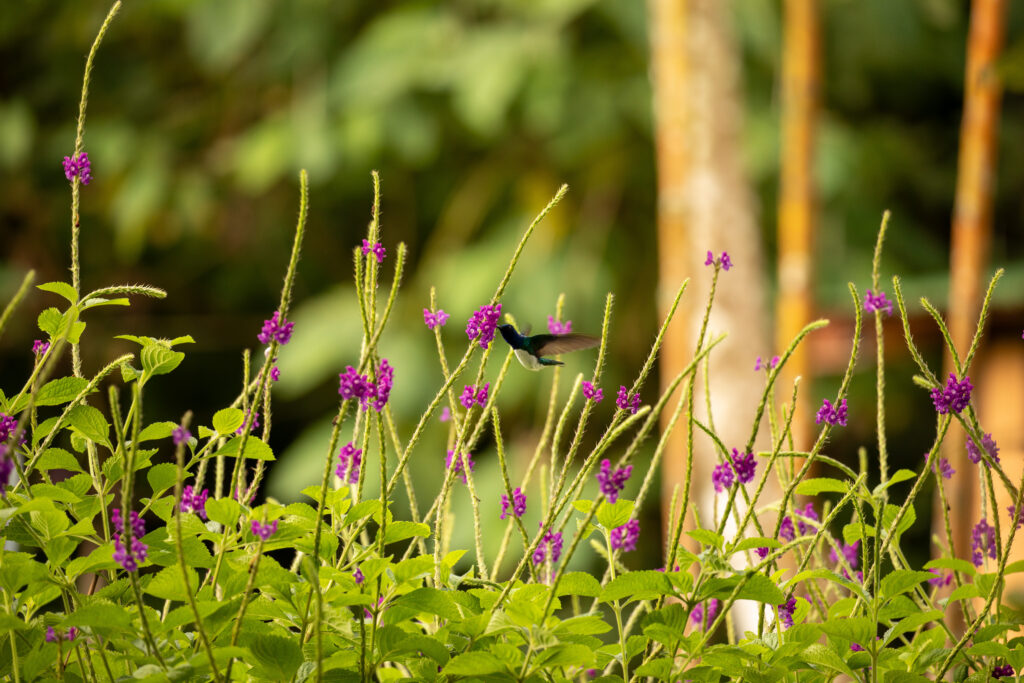A black and white hummingbird is getting food from a bright purple flower. The bird is surrounded by bright green and purple plants.