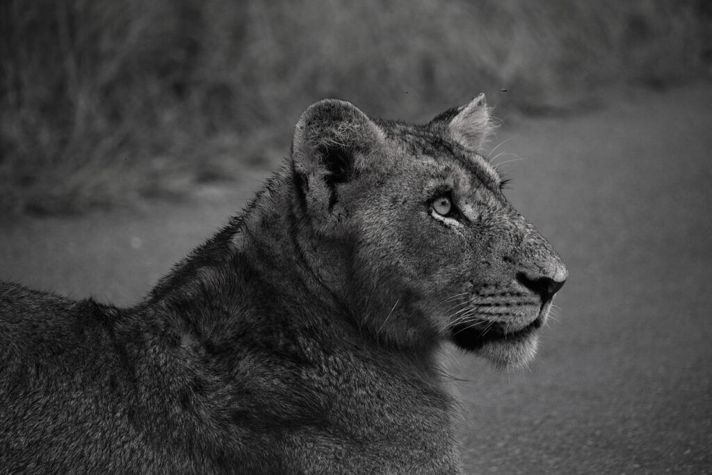 Young lioness photo in black and white.