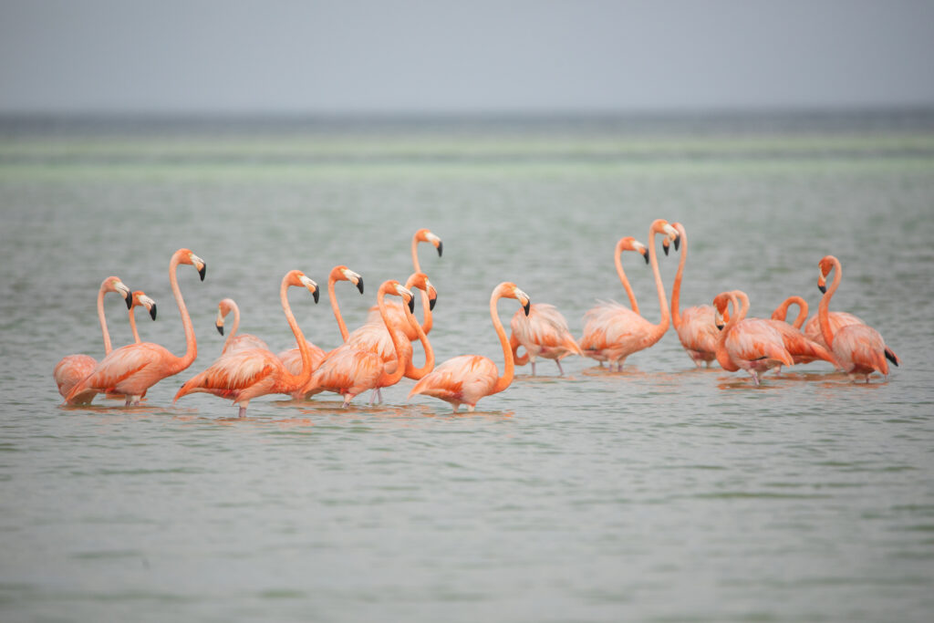 A group of bright pink flamingos are standing in blue ocean water.