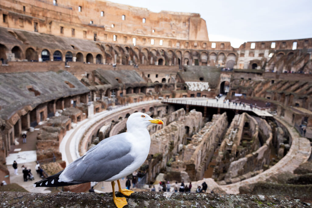 A white and gray seagull with a yellow beak and yellow feet perched inside the Colosseum.