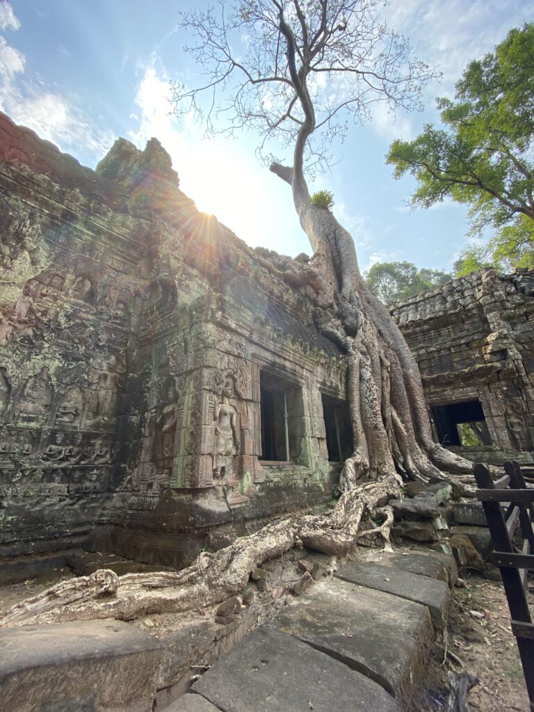 Stone architecture with a tree growing through the building.