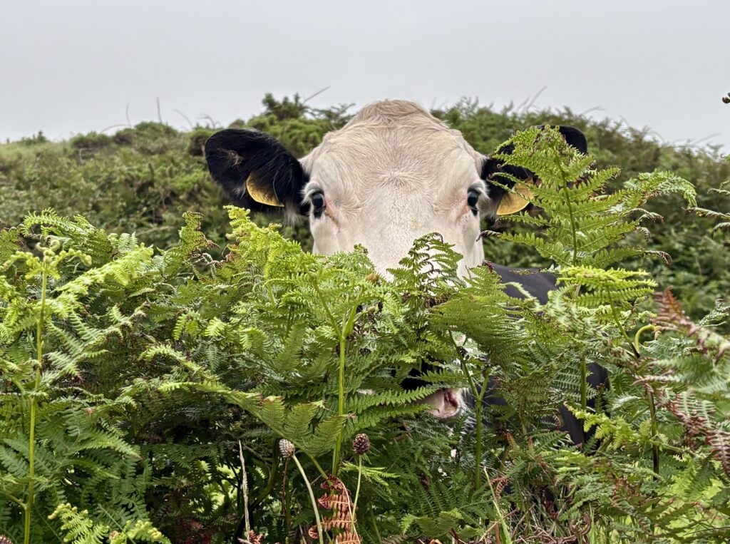 A black and white cow hiding behind green plants.